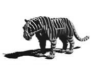 d-torso Tiger