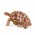 Tortoise104_chiso